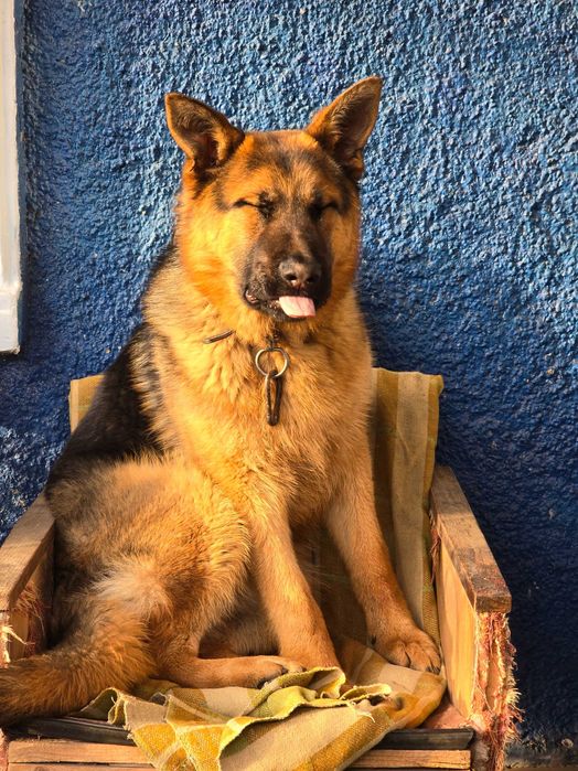 НІМЕЦЬКА ВІВЧАРКА! Цуценята з гарною родовою!