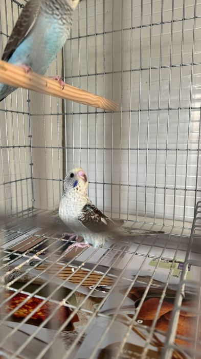 Periquitos mutações