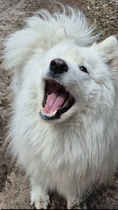 Samoyed szuka kochającego domu