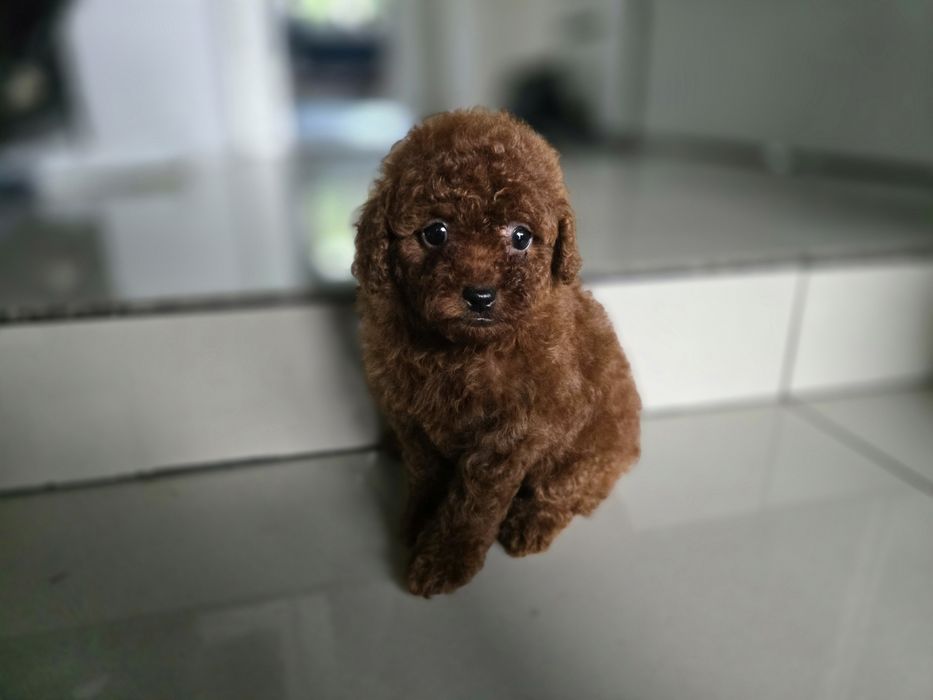 Pudel Toy red brown chińskie pochodzenie chłopiec
