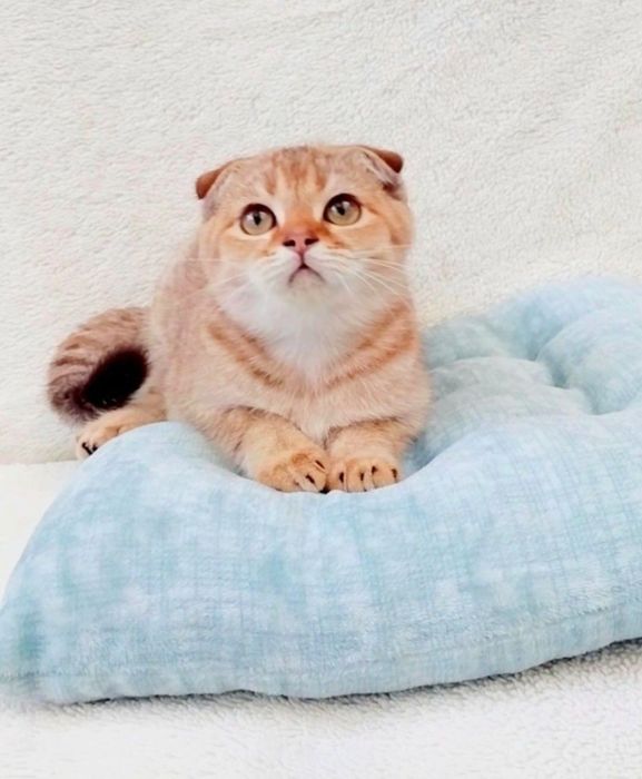 Ооочень добрый мальчик шиншиллка