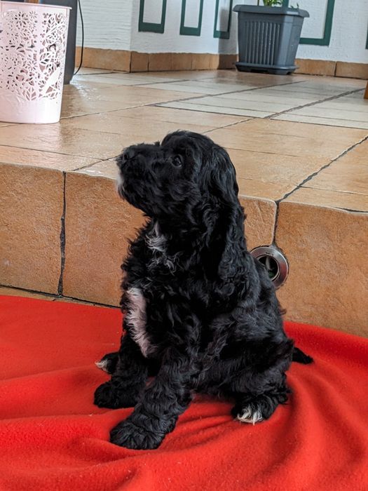 Suczka Springerdoodle pudel (cockapoo Maltipoo Doodle)