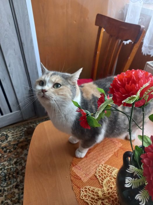 Адель проситься в сім'ю