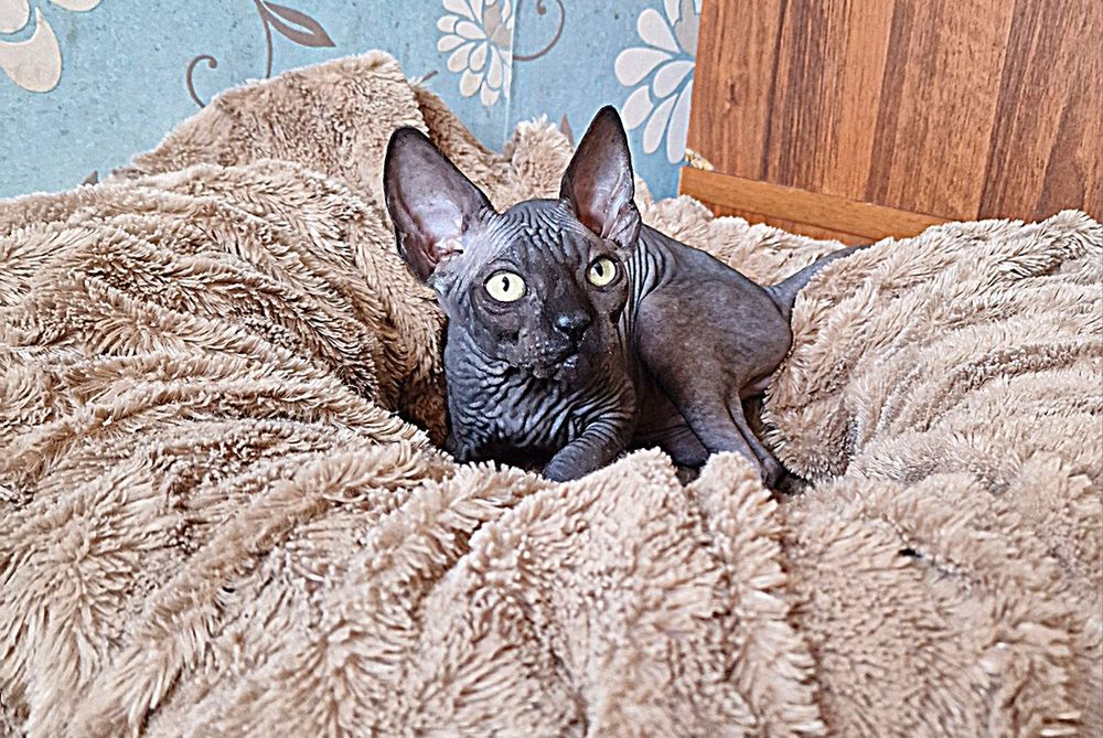 Sfinks Kanadyjski kocurek