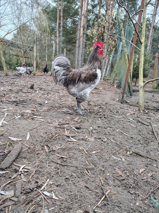 Silki, kury ozdobne,  sileczki, silka, wyandotte,  jersey giant