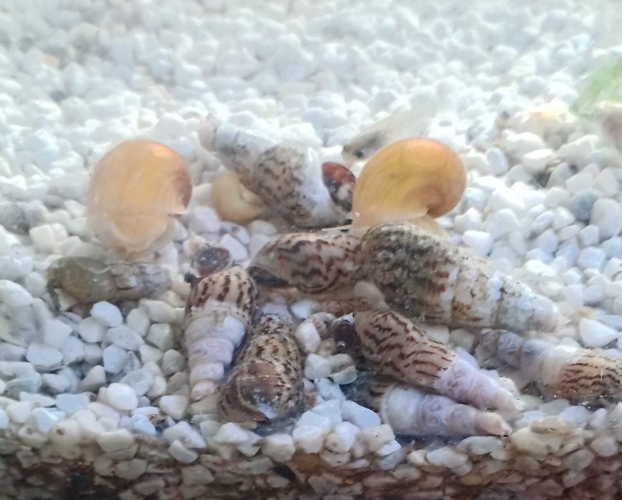 Ślimaki świderki Duże okazy 2-3 cm