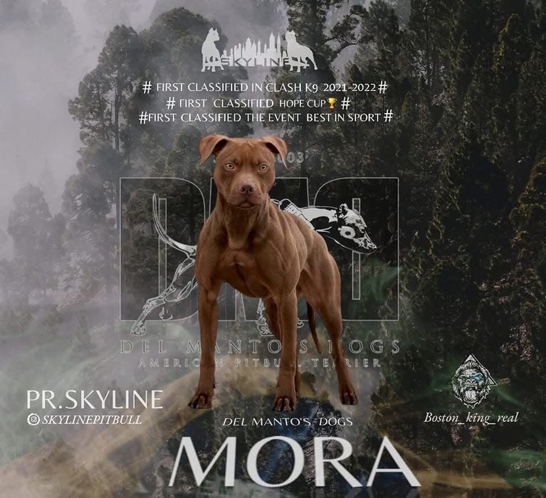 Імпортний пес з Італії розплідник Skyline