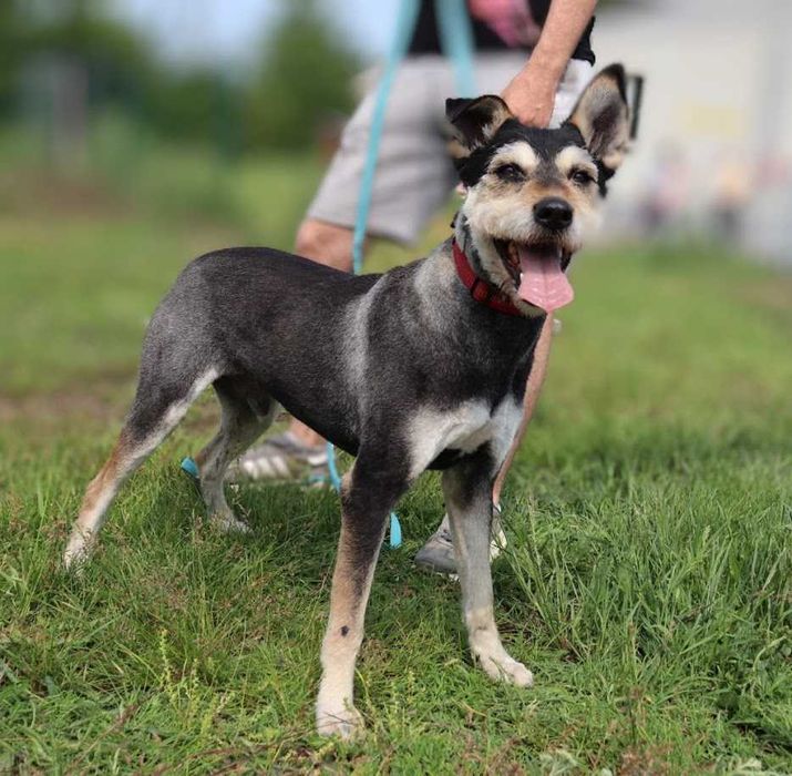 super pieseczek do adopcji