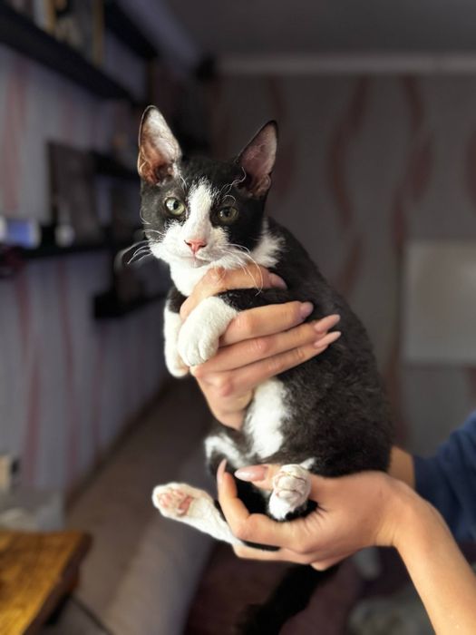 Кошенята дуже бажають до вас