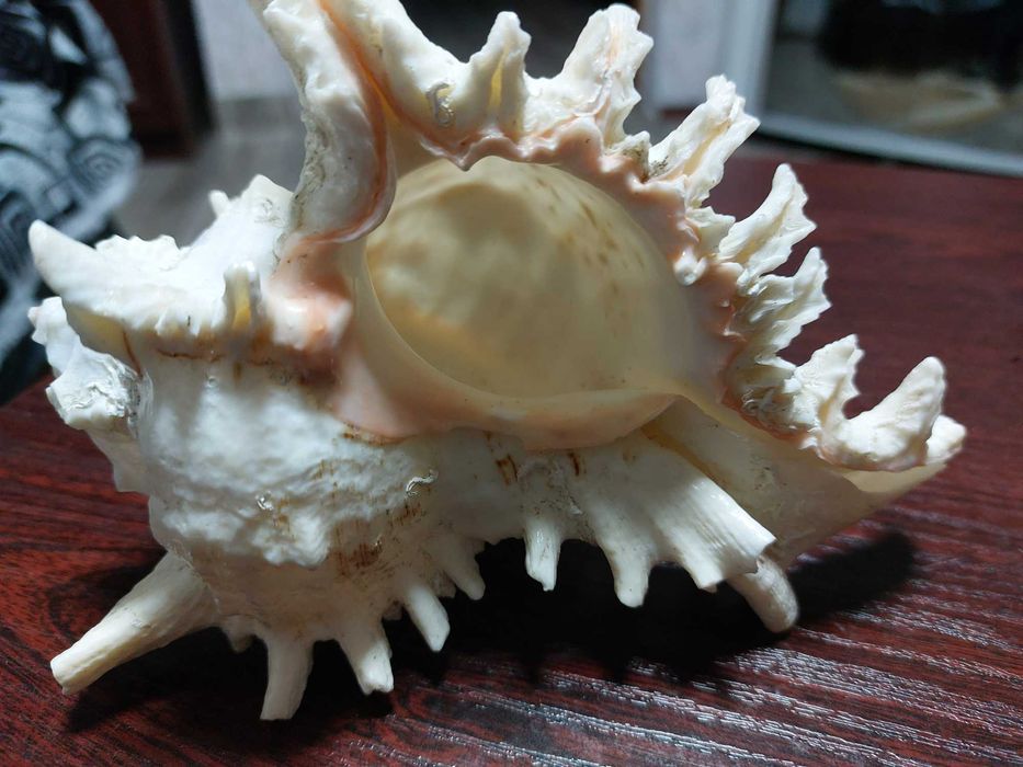 Морська ракушка  сувенірна