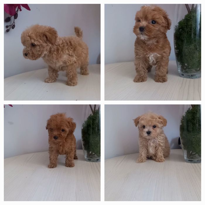 Малюсенькие носики