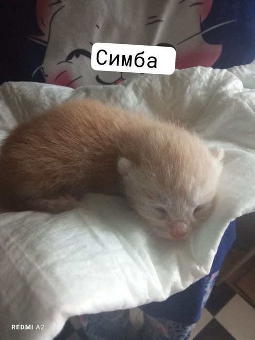 Гарні кошенята в добрі руки