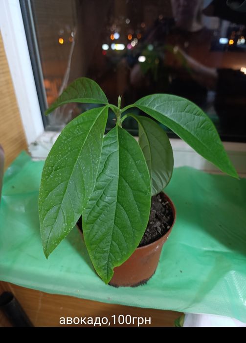 Екзотичні рослини