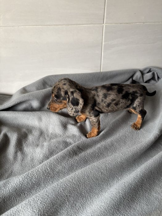 Teckel femea  azul arlequim miniatura