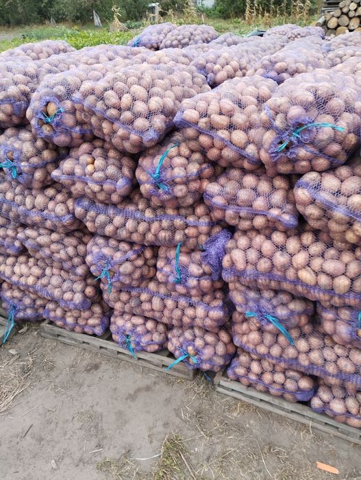 Продам  посадкову картоплю