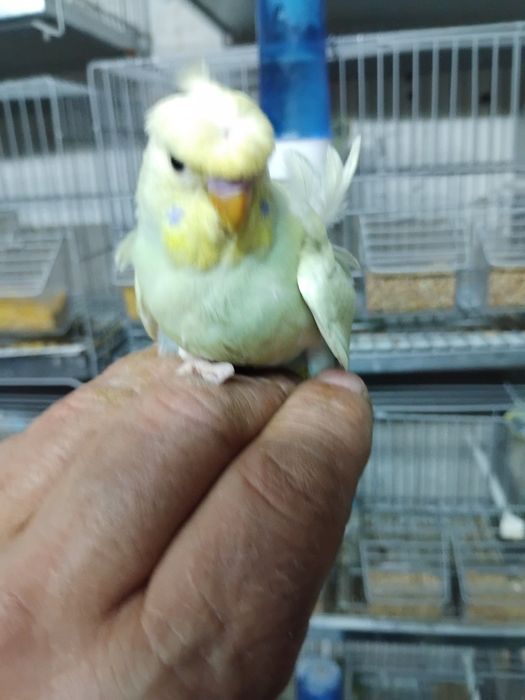 Tenho vários piriquitos, ingleses, asa negra e normais