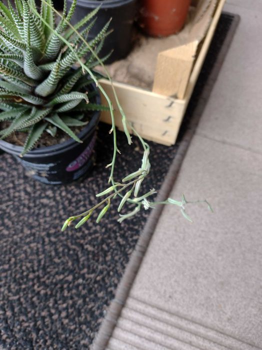 sekulenty na parapet okienny/haworsja pasiasta