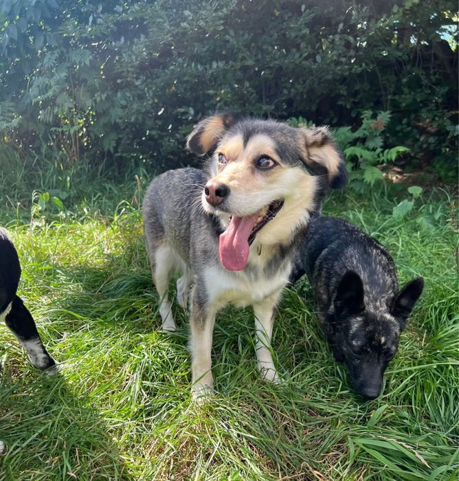 Urocza sunia Leia szuka domku