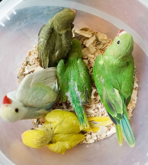 Várias aves disponível