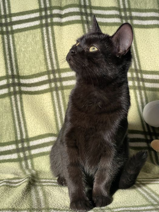 Відам котят в добрі руки!