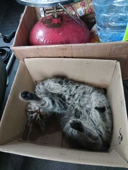 Котик тигровий красунчик