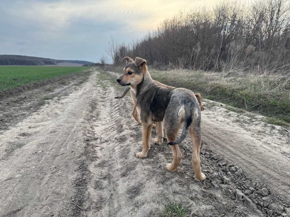 Боніта шукає дім