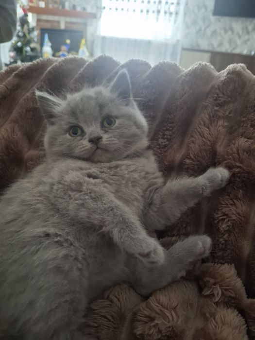 Продам    кошення