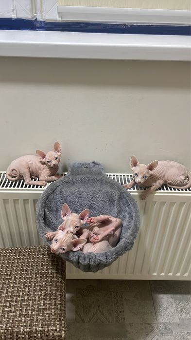 Продам канадський сфінкс