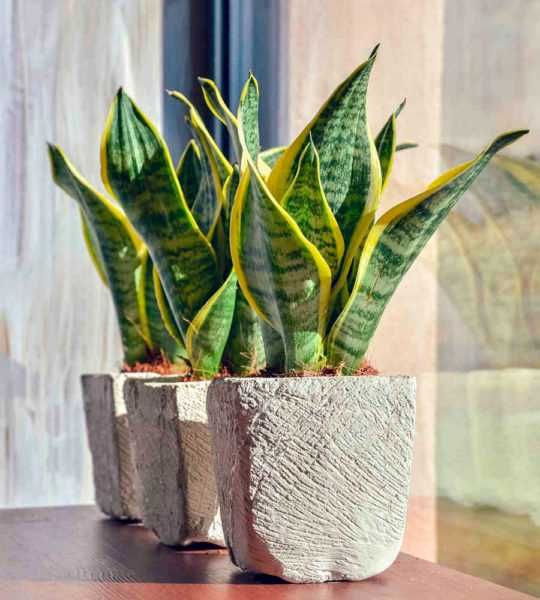 Сансевиерия разная