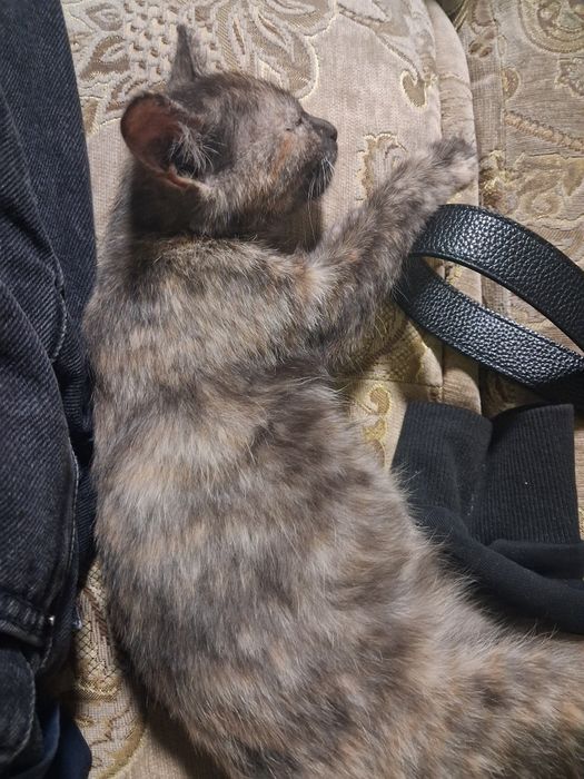 Кіт, приручений до лотка, ласковий