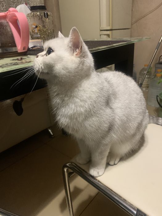 Отдам бесплатно шотландскую кошечку