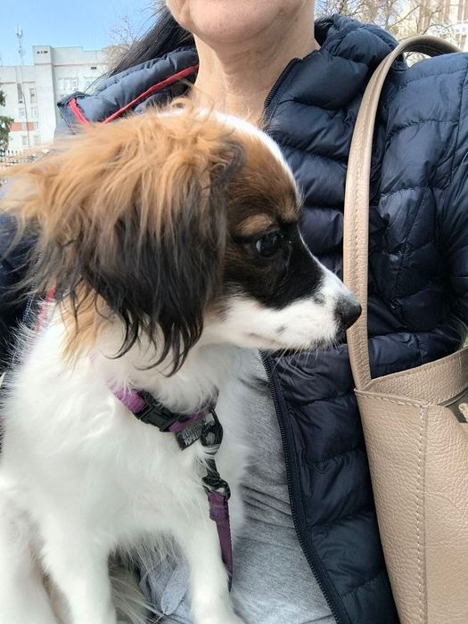 Спаніель  той іграшкова дівчинка