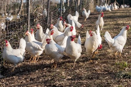 Sprzedam zdrowe kury Leghorn – DARMOWY TRANSPORT