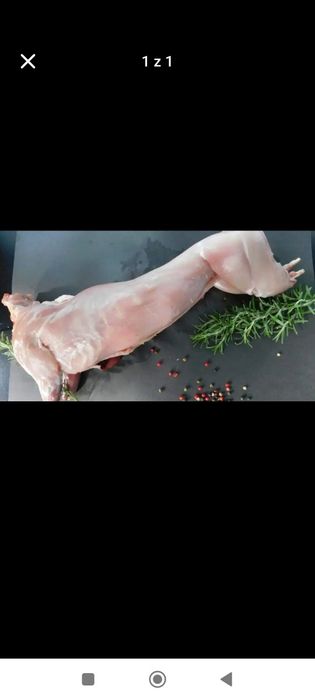 Króliki tuszki odbiór osobisty