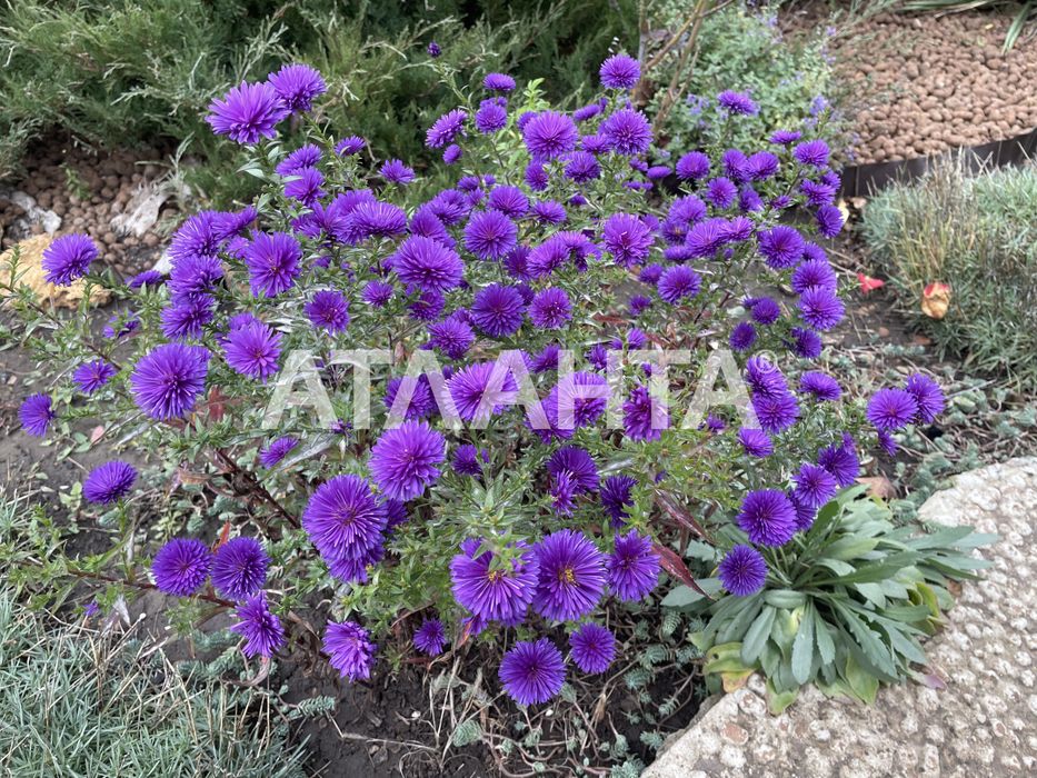 Будинок-дача в СК"Чайка"/ Алтестово/Київська траса