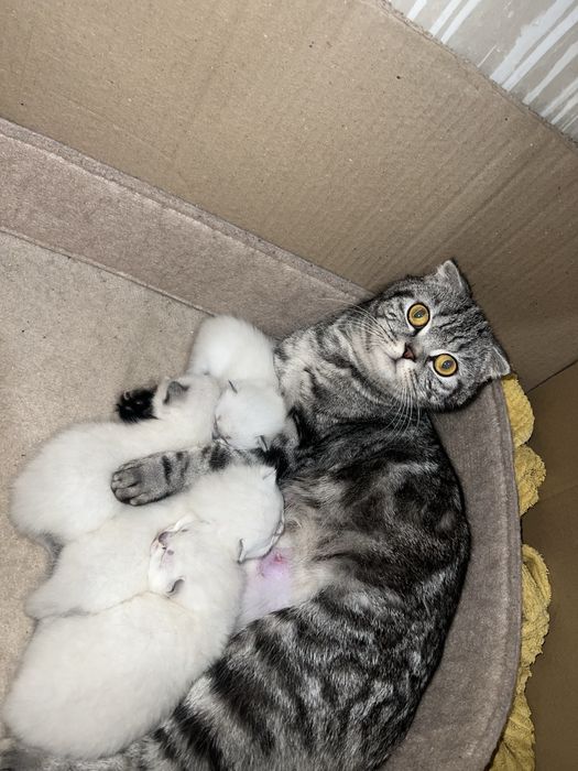 Шотландские вислоухие котята