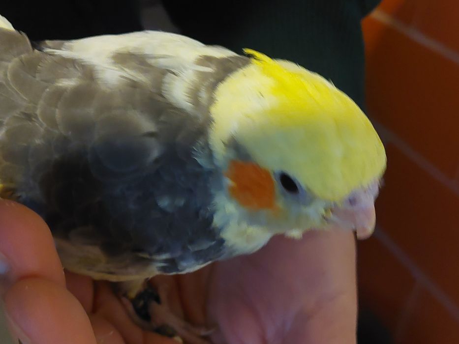 Caturras bebes mansas