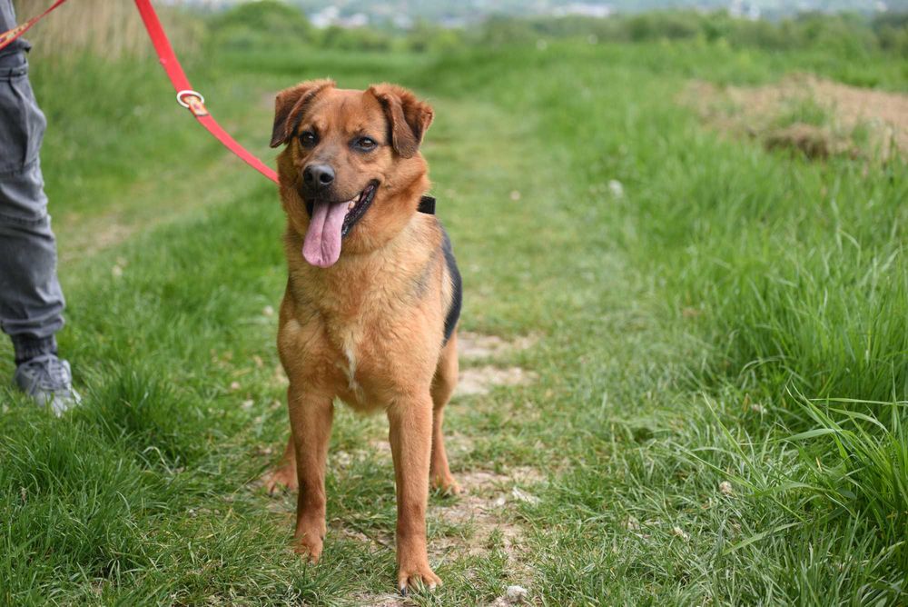Gryzak - psiak po przejściach do adopcji