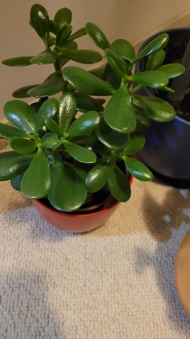 Duże drzewko szczescia