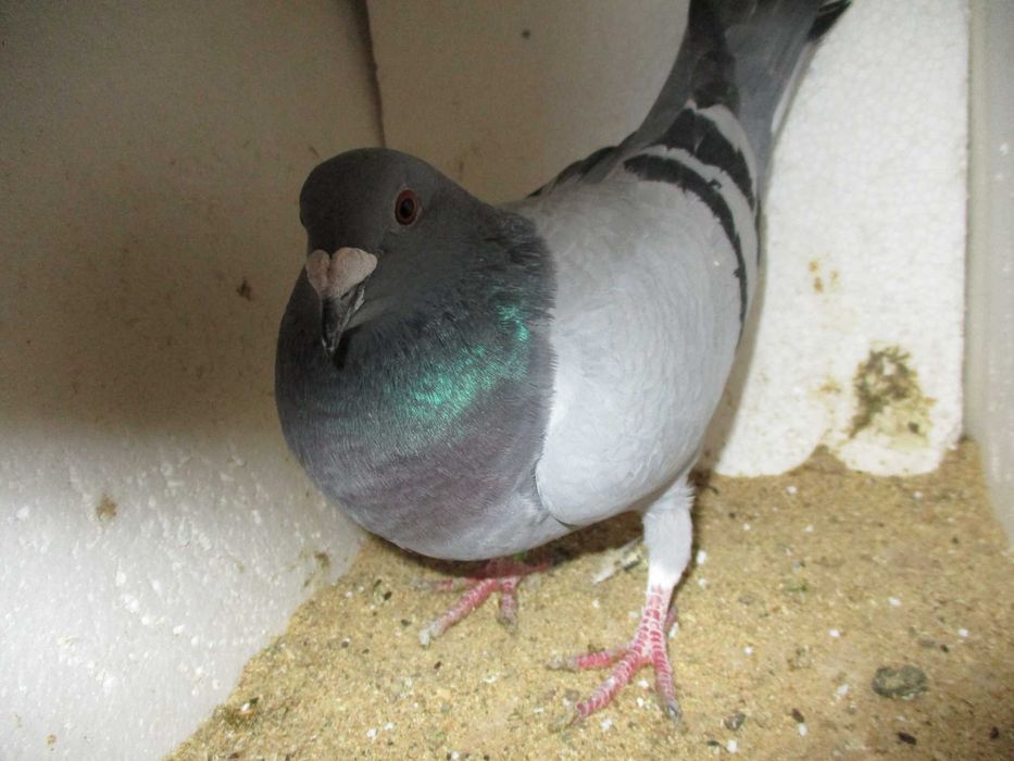 Gołębie Pocztowe Zagraniczne.