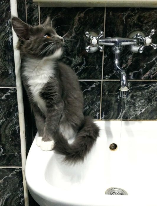 Kotka Maine Coon CLEO