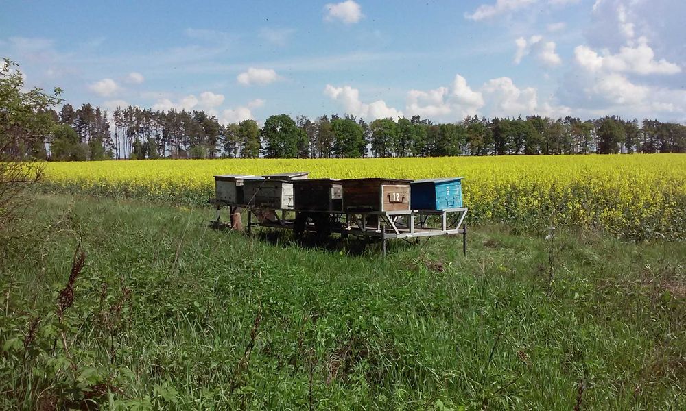 Продається пасіка
