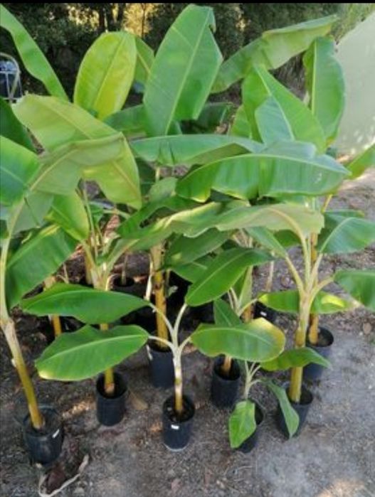 Bananeiras envasadas