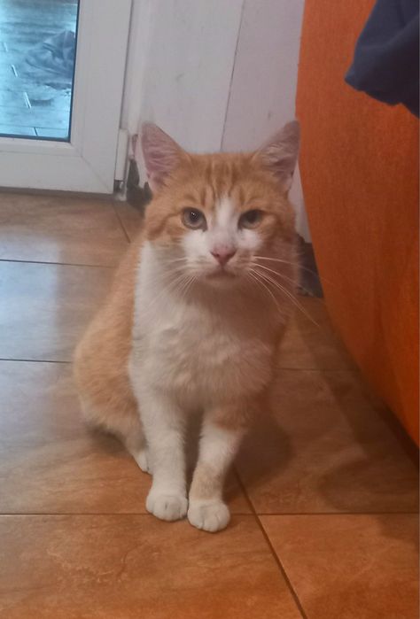 Przyjazny kotek szuka domu