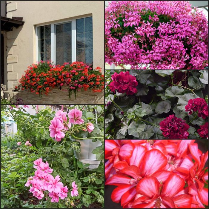 Набори пеларгонія  8 саджанців різні сорти,,крупні квіти махрові