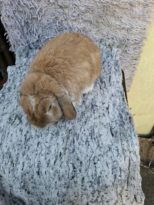 Sprzedam samca mini lop
