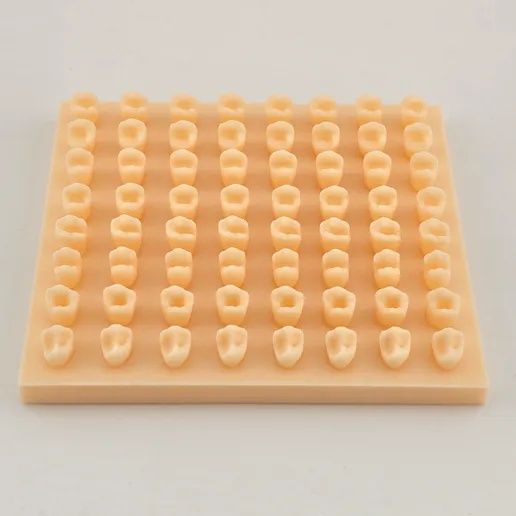 Зубна модель для тренуванн як студентів стоматологів.