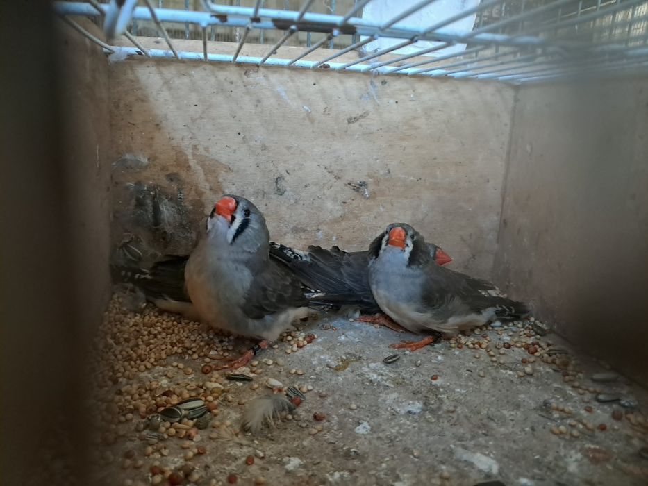 Mandarins gigantes exposição
