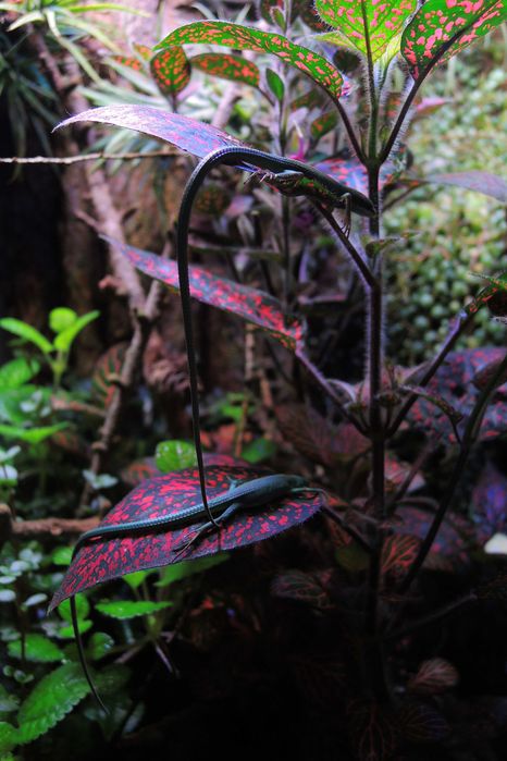 jaszczurka trawiasta, takydromus dorsalis, zielona, dzienna, nie gekon