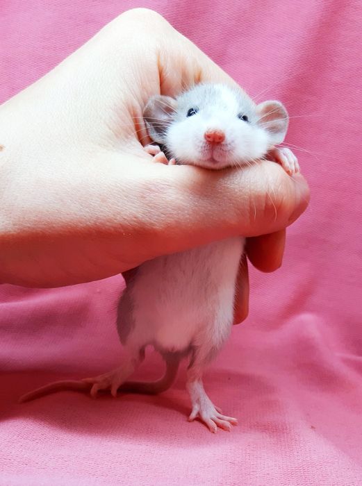Крыски дамбо,крысы декоративные,крысята